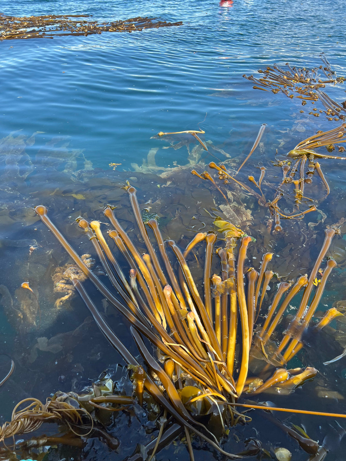 How to Use Liquid Kelp Fertilizer for Healthier Plants