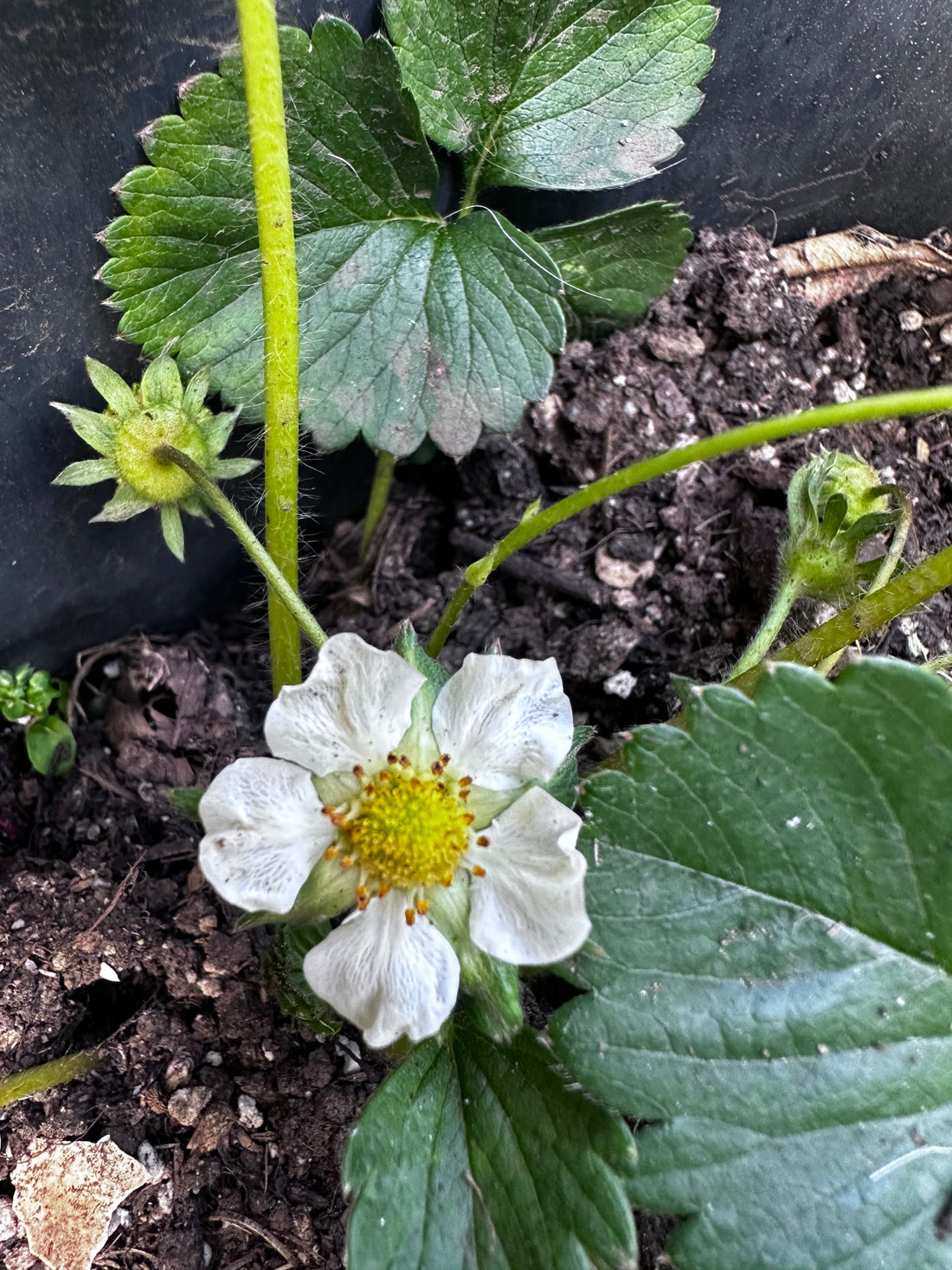 What Are Plant Biostimulants? (And Why Organic Gardeners Should Care)